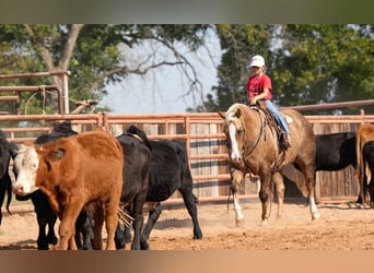 American Quarter Horse, Wallach, 8 Jahre, 14,3 hh, Palomino