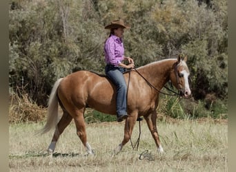 American Quarter Horse, Gelding, 8 years, 14,3 hh, Palomino