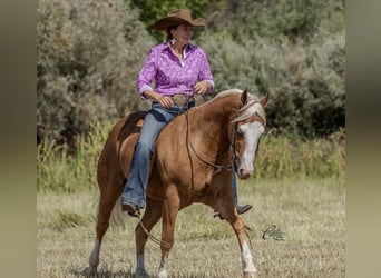 American Quarter Horse, Gelding, 8 years, 14,3 hh, Palomino