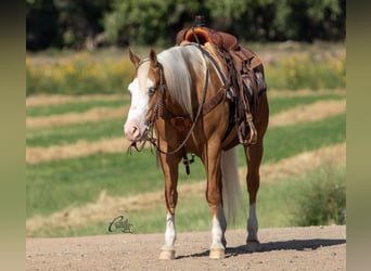 American Quarter Horse, Gelding, 8 years, 14,3 hh, Palomino