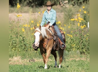 American Quarter Horse, Gelding, 8 years, 14,3 hh, Palomino