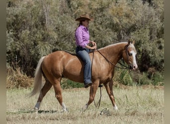 American Quarter Horse, Gelding, 8 years, 14.3 hh, Palomino