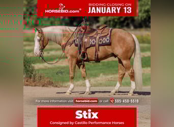 American Quarter Horse, Gelding, 8 years, 14.3 hh, Palomino