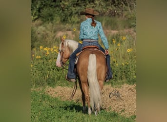 American Quarter Horse, Gelding, 8 years, 14.3 hh, Palomino