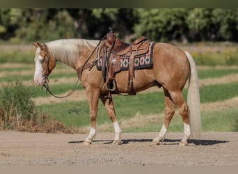 American Quarter Horse, Gelding, 8 years, 14.3 hh, Palomino