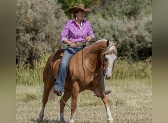 American Quarter Horse, Gelding, 8 years, 14.3 hh, Palomino