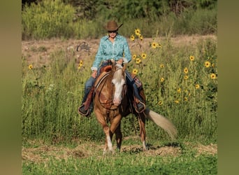 American Quarter Horse, Gelding, 8 years, 14.3 hh, Palomino