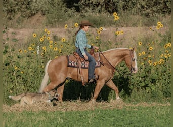 American Quarter Horse, Gelding, 8 years, 14.3 hh, Palomino