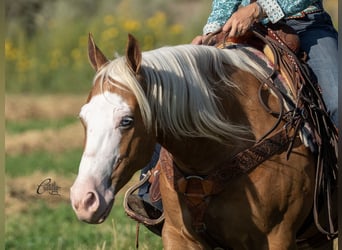 American Quarter Horse, Gelding, 8 years, 14.3 hh, Palomino