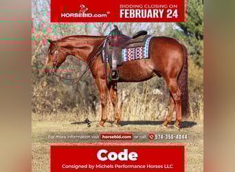 American Quarter Horse, Gelding, 8 years, 14.3 hh