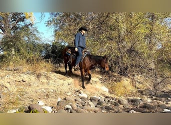 American Quarter Horse, Gelding, 8 years, 14,3 hh, Roan-Bay