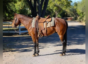 American Quarter Horse, Gelding, 8 years, 14,3 hh, Roan-Bay