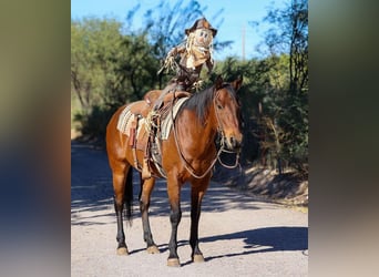 American Quarter Horse, Gelding, 8 years, 14,3 hh, Roan-Bay