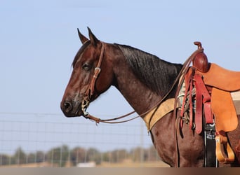 American Quarter Horse, Gelding, 8 years, 14.3 hh, Roan-Bay