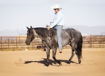 American Quarter Horse, Gelding, 8 years, 14.3 hh, Roan-Blue