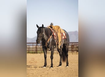 American Quarter Horse, Gelding, 8 years, 14.3 hh, Roan-Blue