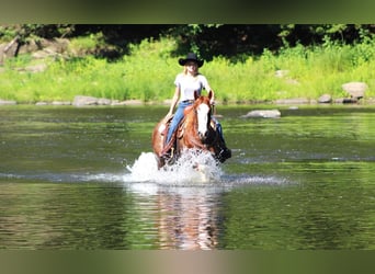 American Quarter Horse, Gelding, 8 years, 14.3 hh, Roan-Red