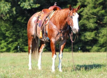 American Quarter Horse, Gelding, 8 years, 14.3 hh, Roan-Red