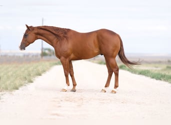 American Quarter Horse, Gelding, 8 years, 14,3 hh, Sorrel