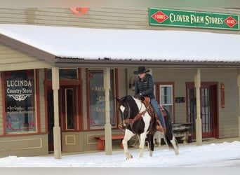 American Quarter Horse, Gelding, 8 years, 14.3 hh, Tobiano-all-colors