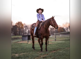 American Quarter Horse, Gelding, 8 years, 14 hh, Bay