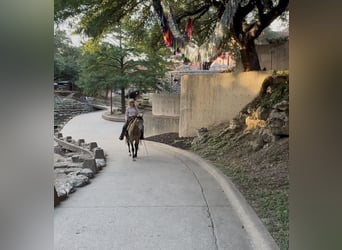 American Quarter Horse, Gelding, 8 years, 14 hh, Buckskin
