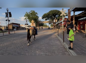 American Quarter Horse, Gelding, 8 years, 14 hh, Buckskin
