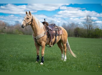 American Quarter Horse, Gelding, 8 years, 14 hh, Palomino