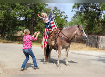American Quarter Horse, Gelding, 8 years, 14 hh, Roan-Bay