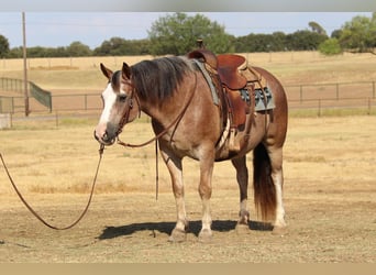 American Quarter Horse, Gelding, 8 years, 14 hh, Roan-Bay
