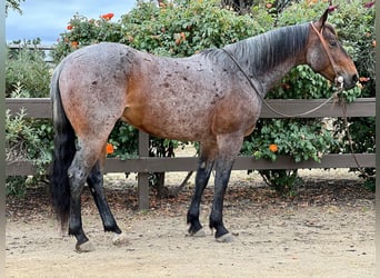 American Quarter Horse, Gelding, 8 years, 14 hh, Roan-Bay