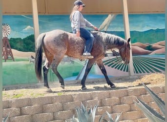 American Quarter Horse, Gelding, 8 years, 14 hh, Roan-Bay