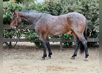 American Quarter Horse, Gelding, 8 years, 14 hh, Roan-Bay