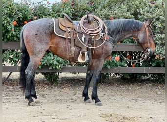 American Quarter Horse, Gelding, 8 years, 14 hh, Roan-Bay