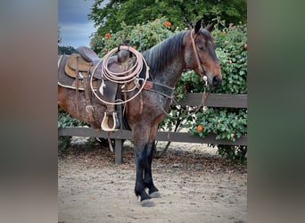 American Quarter Horse, Gelding, 8 years, 14 hh, Roan-Bay