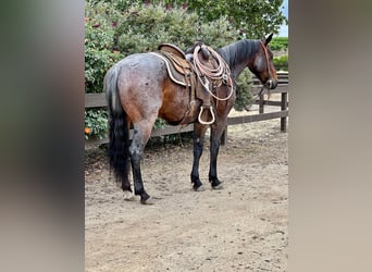 American Quarter Horse, Gelding, 8 years, 14 hh, Roan-Bay