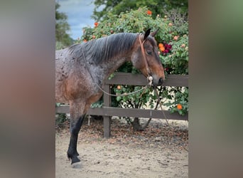 American Quarter Horse, Gelding, 8 years, 14 hh, Roan-Bay