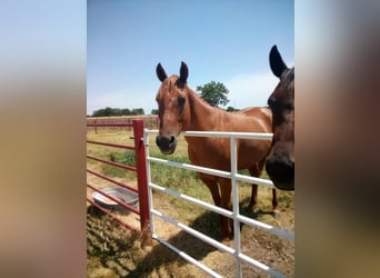 American Quarter Horse, Gelding, 8 years, 14 hh, Sorrel