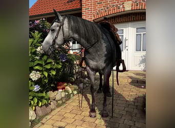 American Quarter Horse, Gelding, 8 years, 14,1 hh