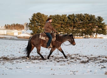American Quarter Horse, Gelding, 8 years, 14,1 hh, Roan-Bay