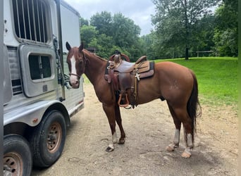 American Quarter Horse, Gelding, 8 years, 14,1 hh, Sorrel