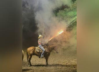 American Quarter Horse, Gelding, 8 years, 14,1 hh, Sorrel