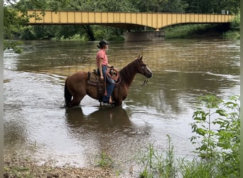 American Quarter Horse, Gelding, 8 years, 14,1 hh, Sorrel