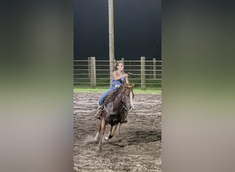 American Quarter Horse, Gelding, 8 years, 14,1 hh, Sorrel