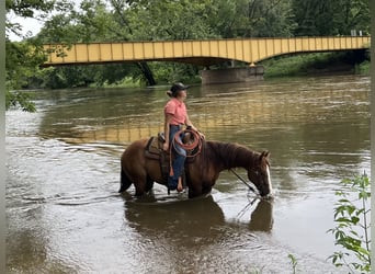 American Quarter Horse, Gelding, 8 years, 14,1 hh, Sorrel
