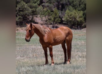 American Quarter Horse, Gelding, 8 years, 14,1 hh, Sorrel