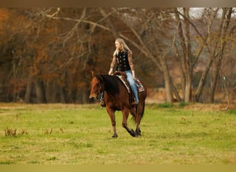 American Quarter Horse, Gelding, 8 years, 14,2 hh, Bay