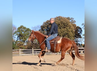 American Quarter Horse Mix, Gelding, 8 years, 14,2 hh, Chestnut
