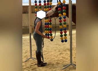 American Quarter Horse, Gelding, 8 years, 14,2 hh, Chestnut-Red