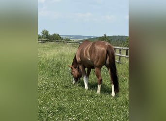 American Quarter Horse, Gelding, 8 years, 14,2 hh, Chestnut-Red